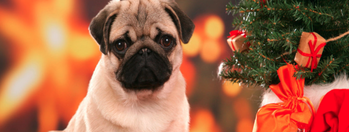 Christmas Pugs