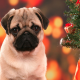 Christmas Pugs