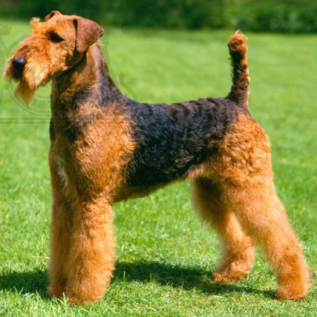 Airedale Terrier Breed Guide - Learn about the Airedale Terrier.