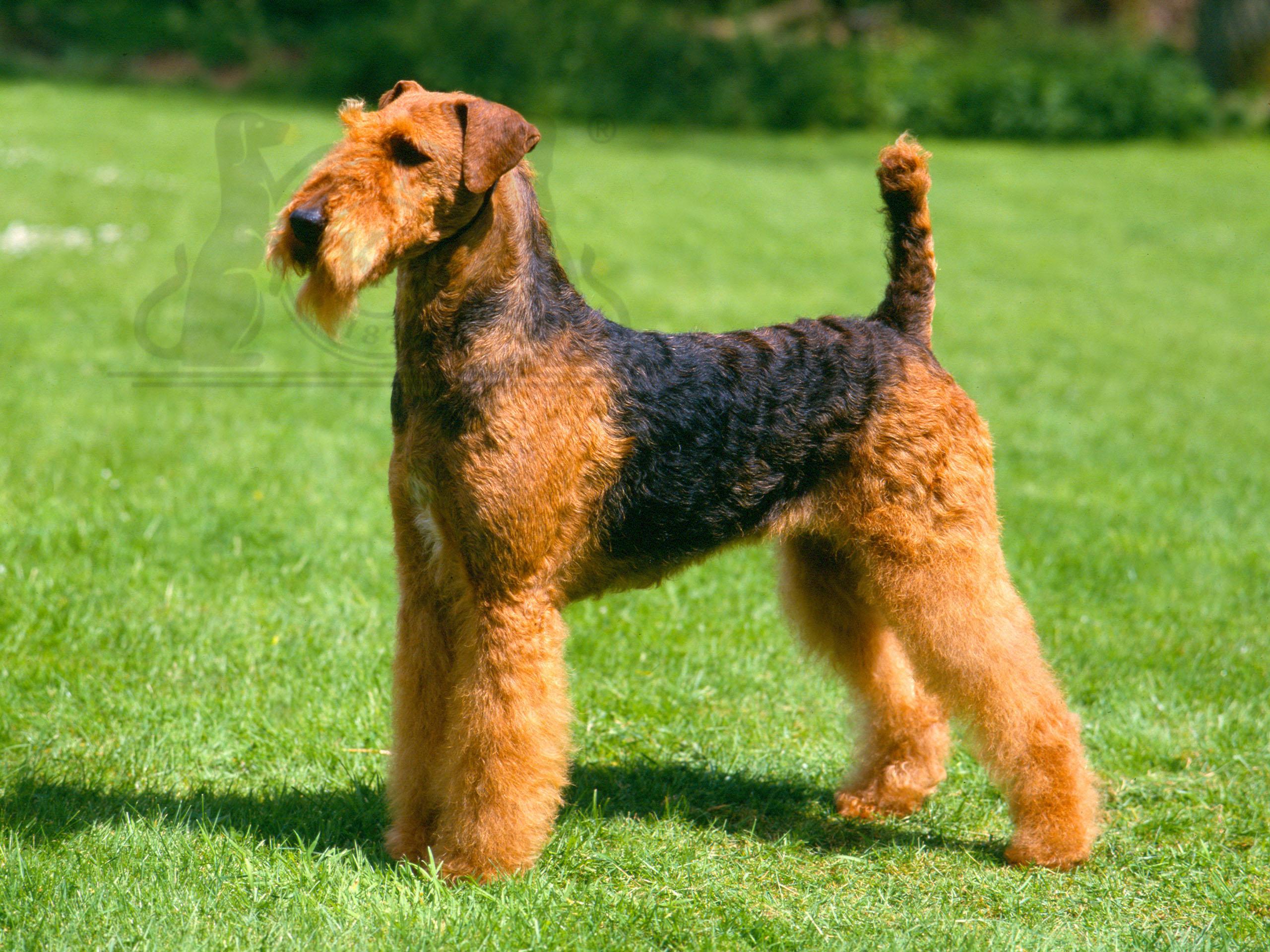A Comprehensive Guide to Airedale Terriers 7 Airedale Terrier Care