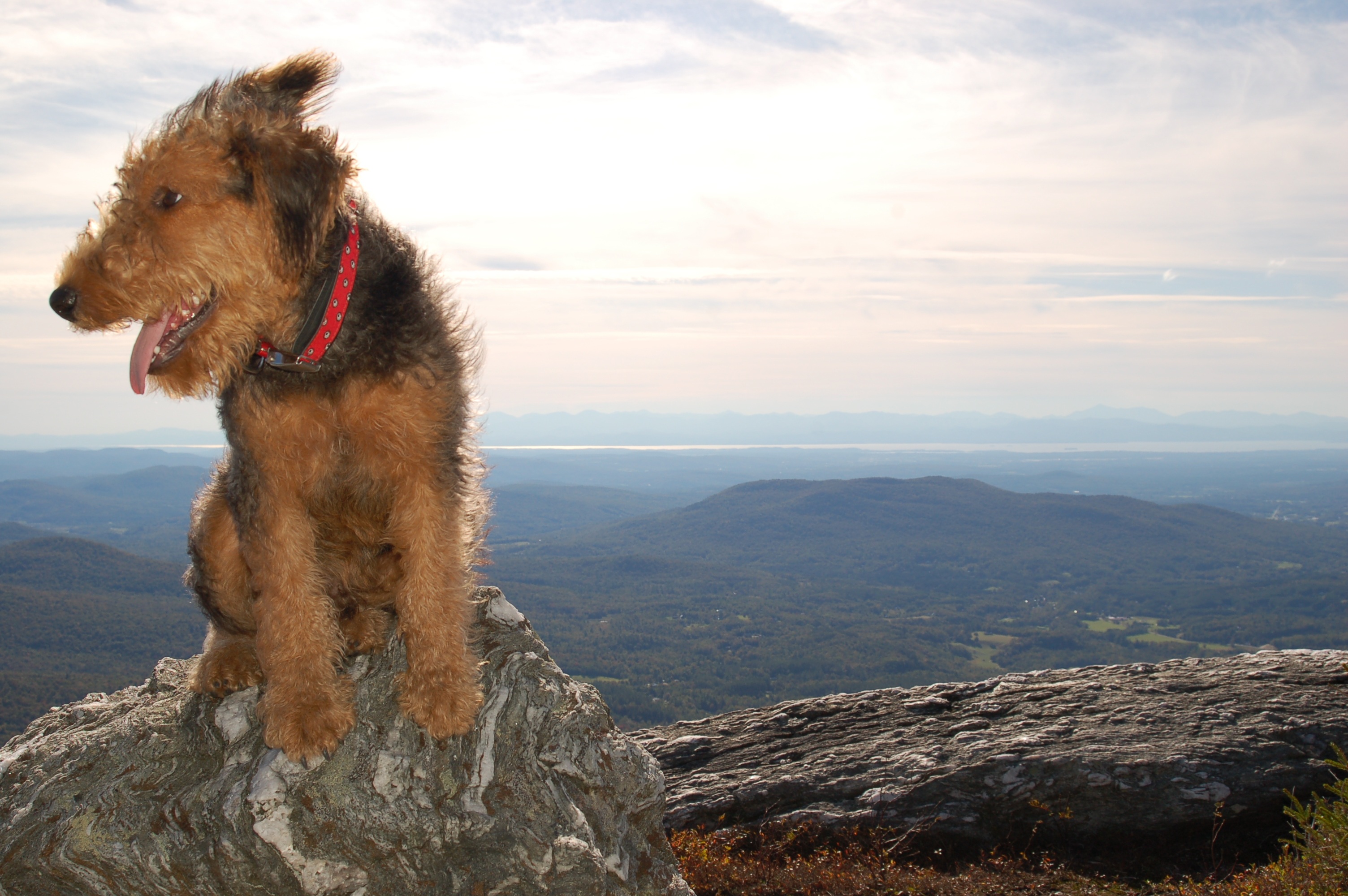 webkinz airedale terrier