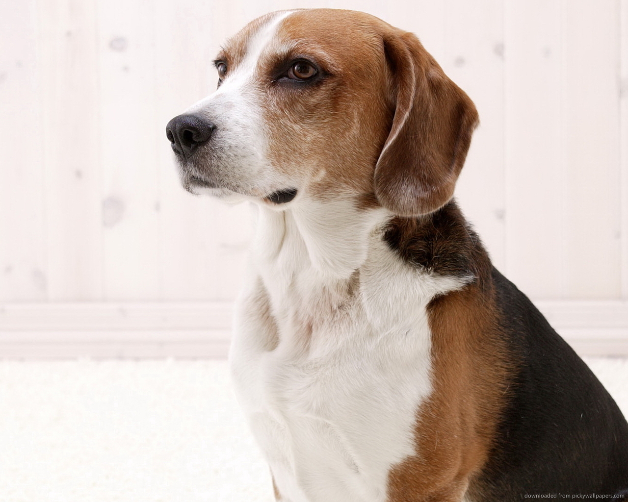 American Foxhound Breed Guide Learn About The American Foxhound