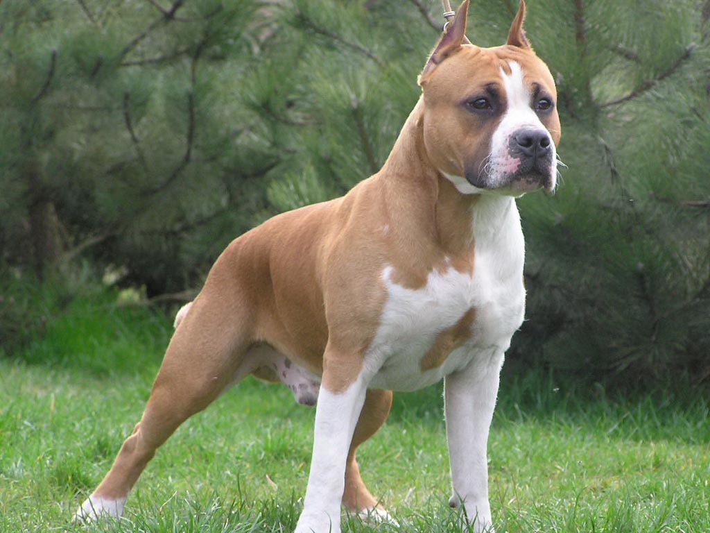 American Staffordshire Terrier Breed Guide Learn about