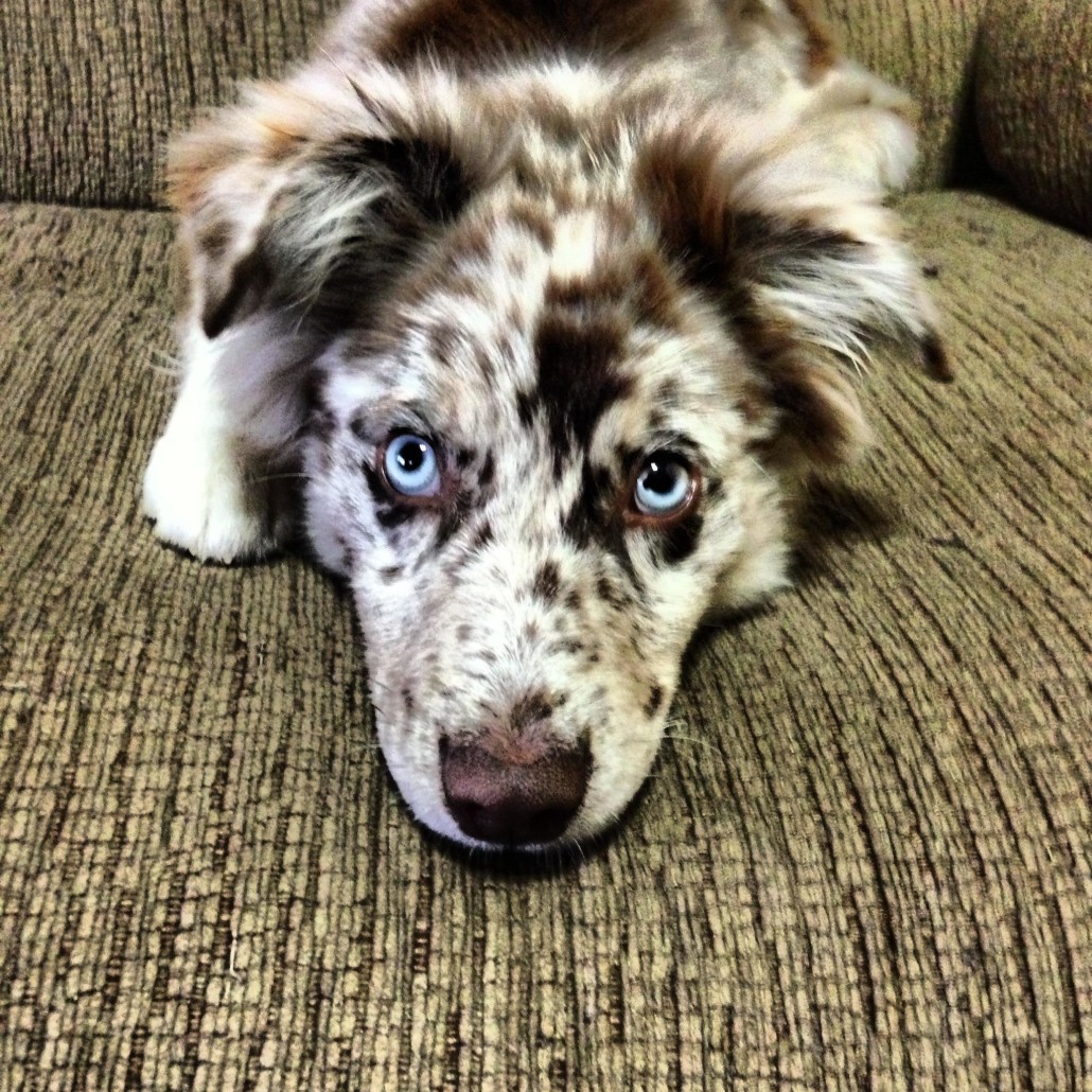 Australian Shepherd Breed Guide - Learn about the Australian Shepherd.