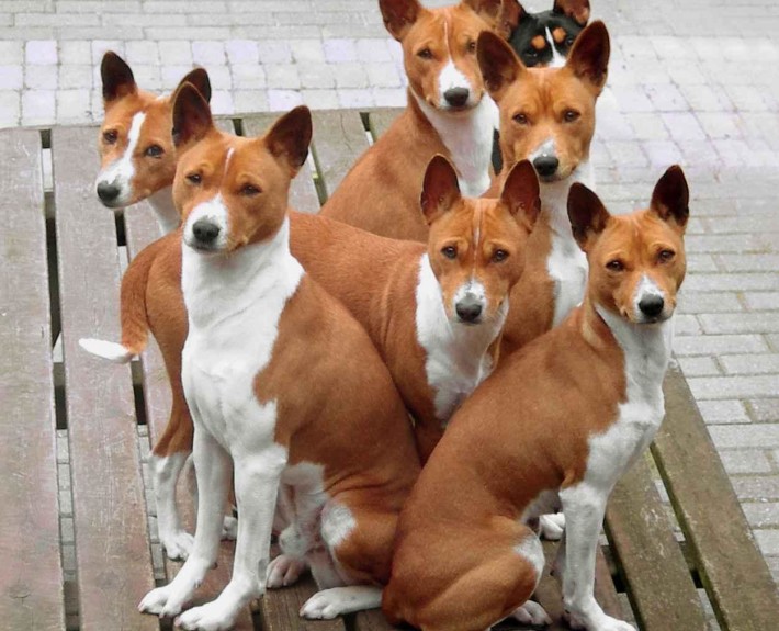 Basenji Breed Guide Learn about the Basenji.