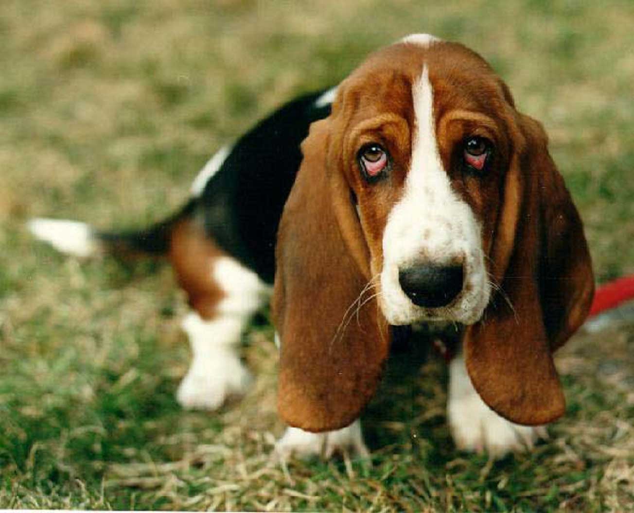 Basset Hound Breed Guide Learn About The Basset Hound Basset Hound Breed Guide Learn About The Basset Hound