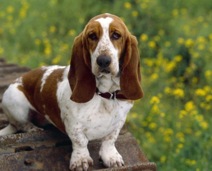 goebel basset hound