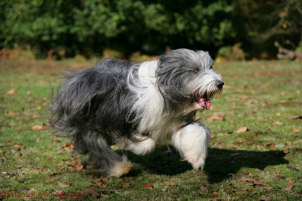 Bearded Collie Breed Guide - Learn about the Bearded Collie.