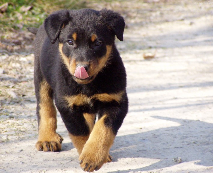Beauceron Breed Guide - Learn about the Beauceron.