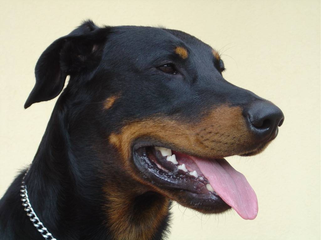 Beauceron Breed Guide - Learn about the Beauceron.