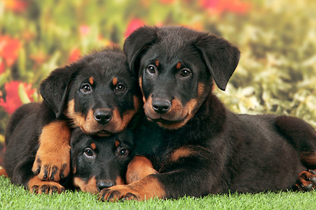 Beauceron Breed Guide - Learn about the Beauceron.