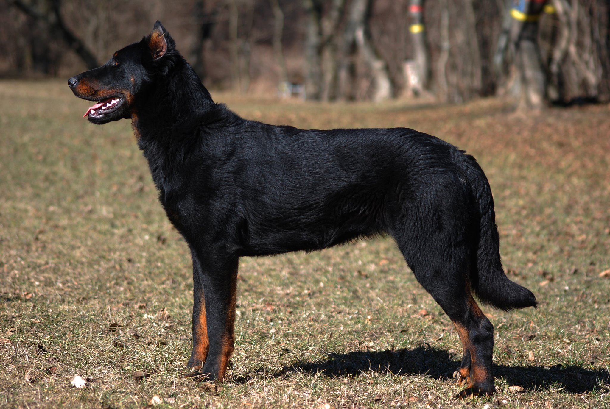 Босерон фото собаки цена Beauceron 5 - Pet Paw
