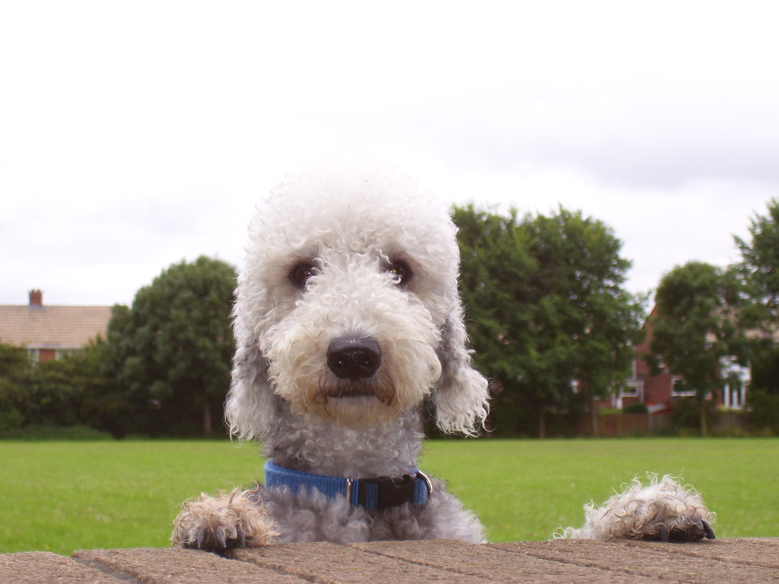 bedlington terrier plush
