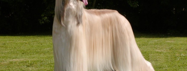 Afghan Hound