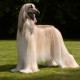 Afghan Hound