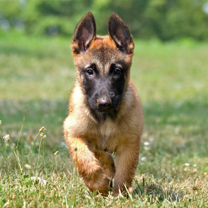 Belgian Malinois Breed Info: Pics, Puppies & Facts