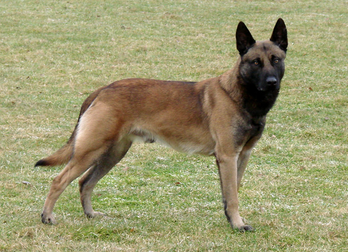 Belgian Shepherd Malinois Breed Guide - Learn about the Belgian