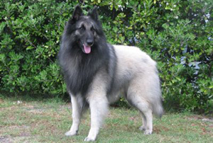 grey belgian tervuren