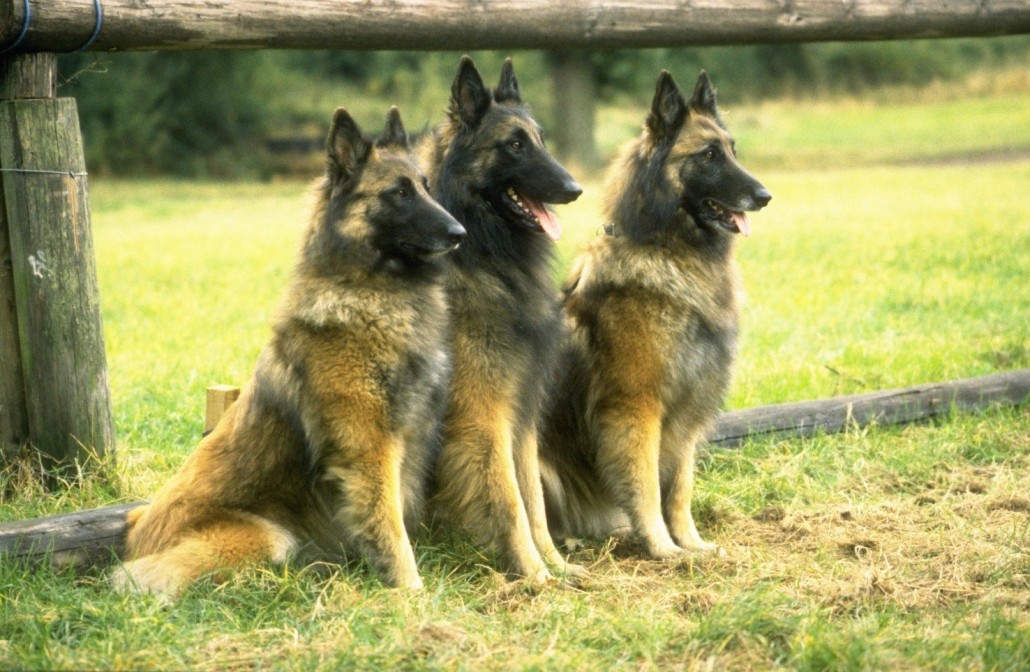 Belgian Shepherd Tervuren Breed Guide - Learn about the Belgian