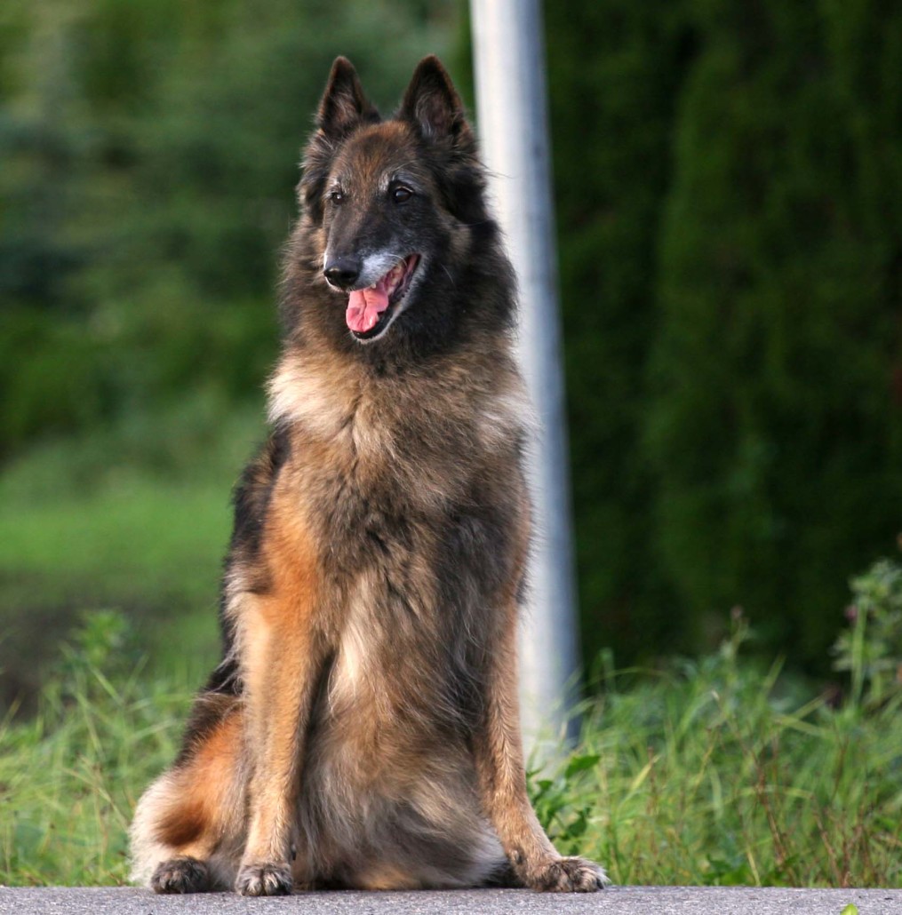 Belgian Shepherd Tervuren Breed Guide - Learn about the Belgian