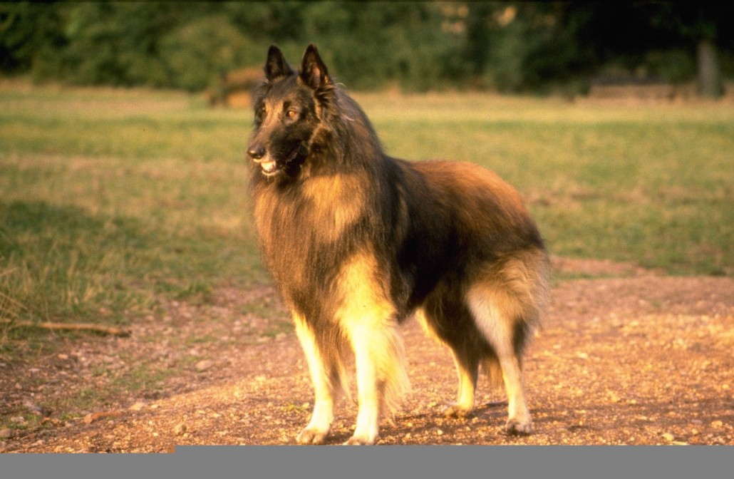 Belgian Shepherd Tervuren Breed Guide - Learn about the Belgian