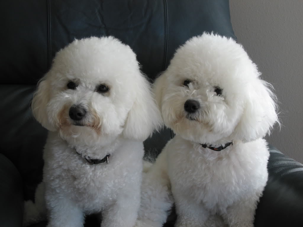 Bichon Frise Breed Guide Learn about the Bichon Frise.