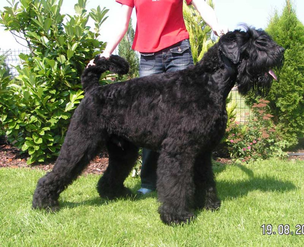 Black Russian Terrier Breed Guide Learn About The Black Russian Terrier