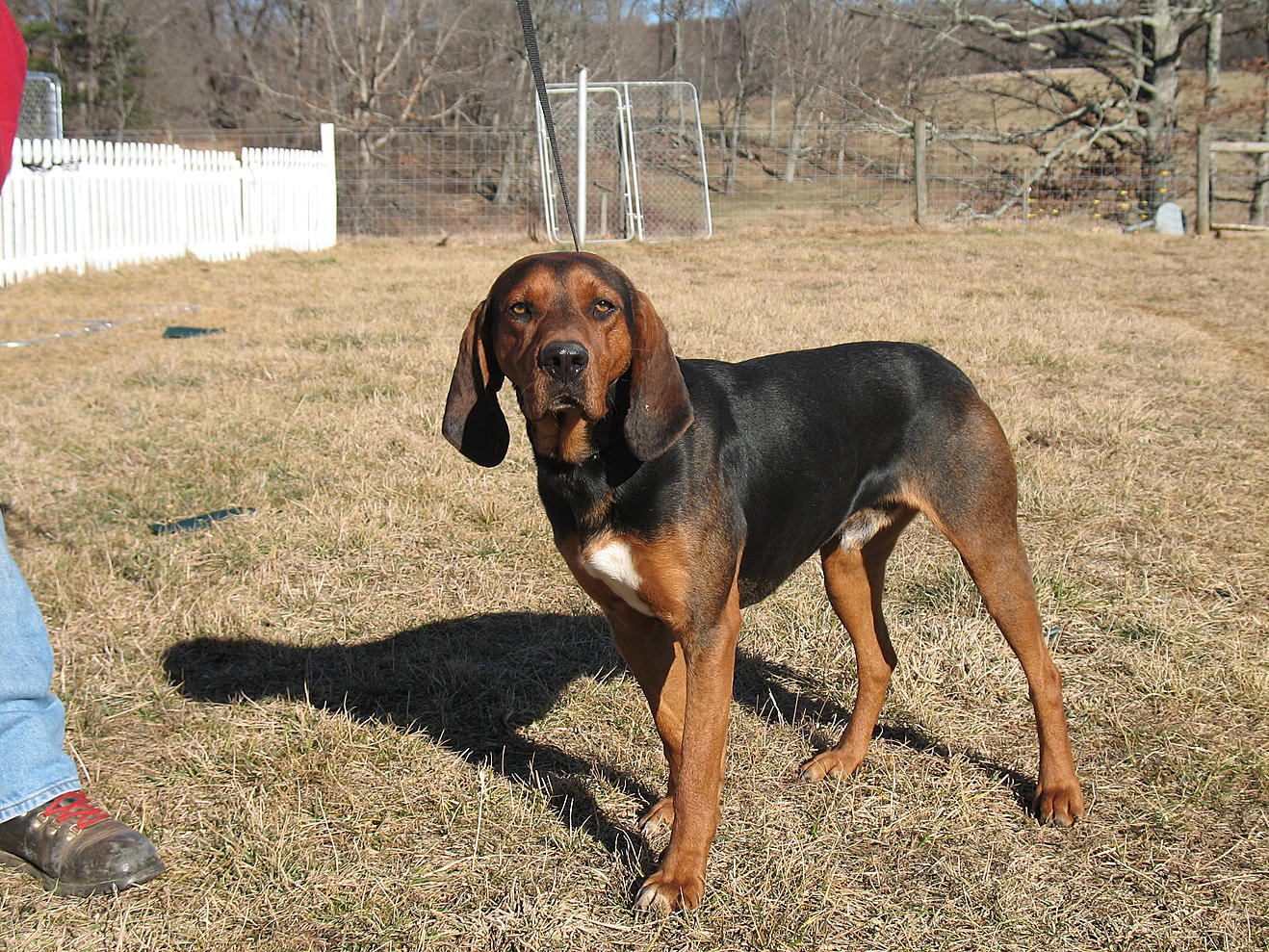 Black and Tan Coonhound 4 Pet Paw