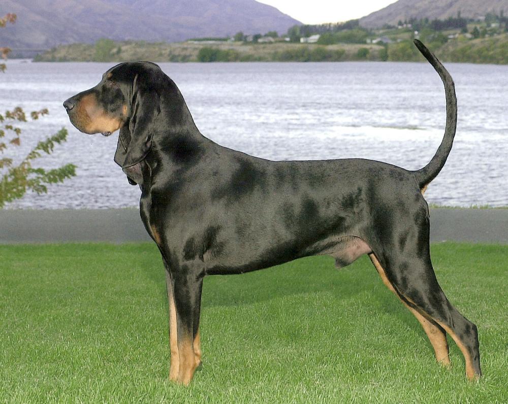 Black And Tan Coonhound Breed Guide Learn About The Black And Tan