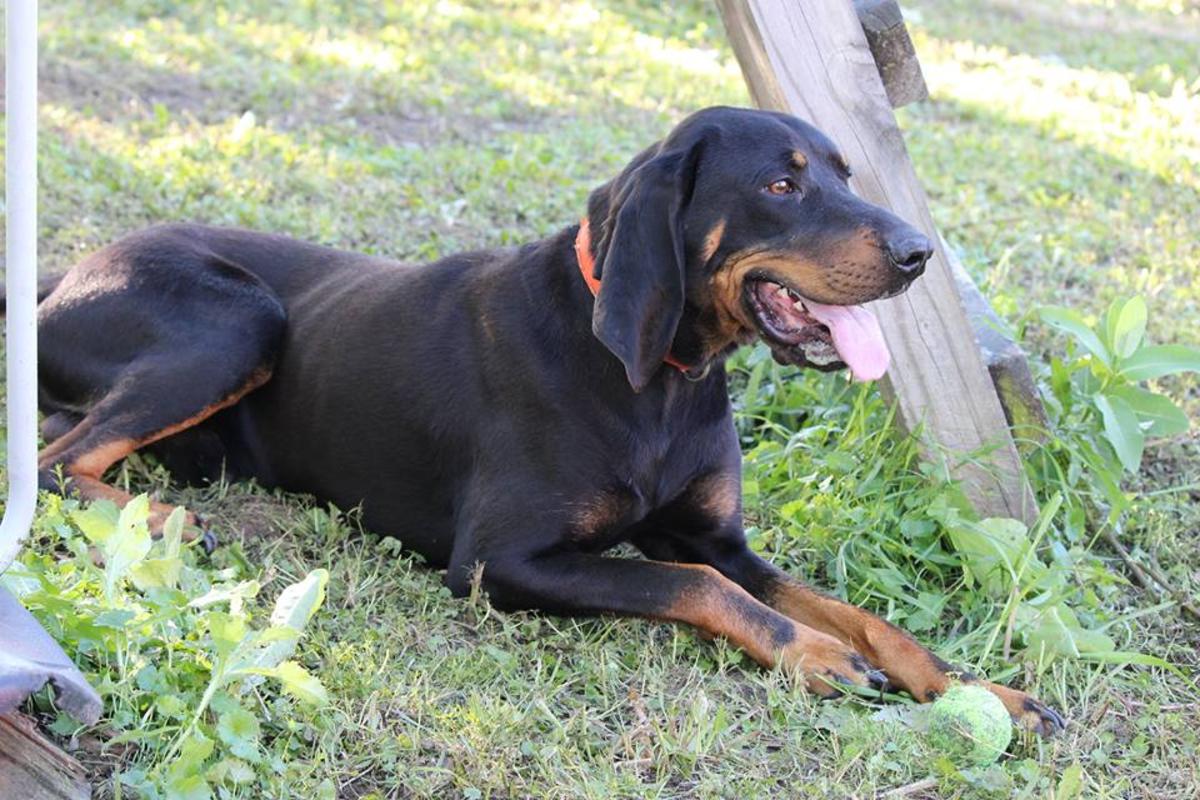 Black And Tan Coonhound 6 