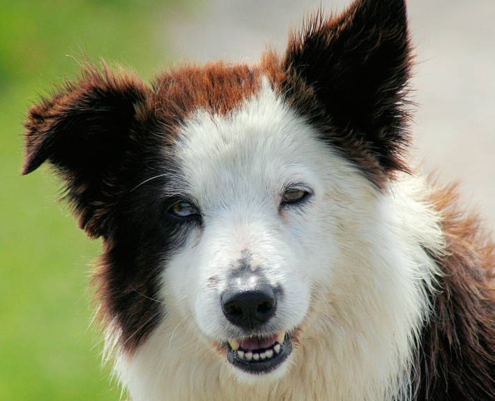 Border Collie Breed Guide Learn about the Border Collie.