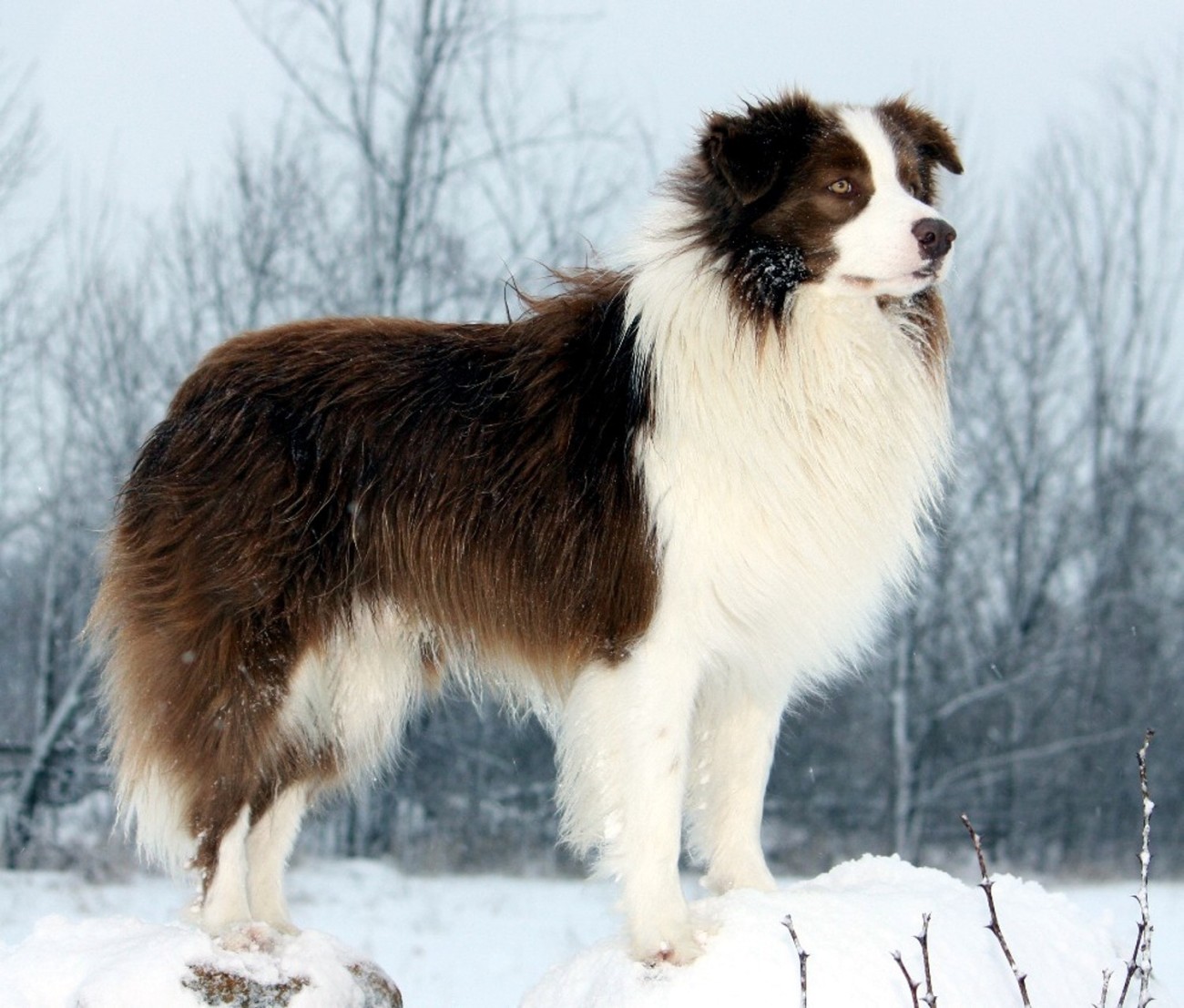 Border Collie Breed Guide 