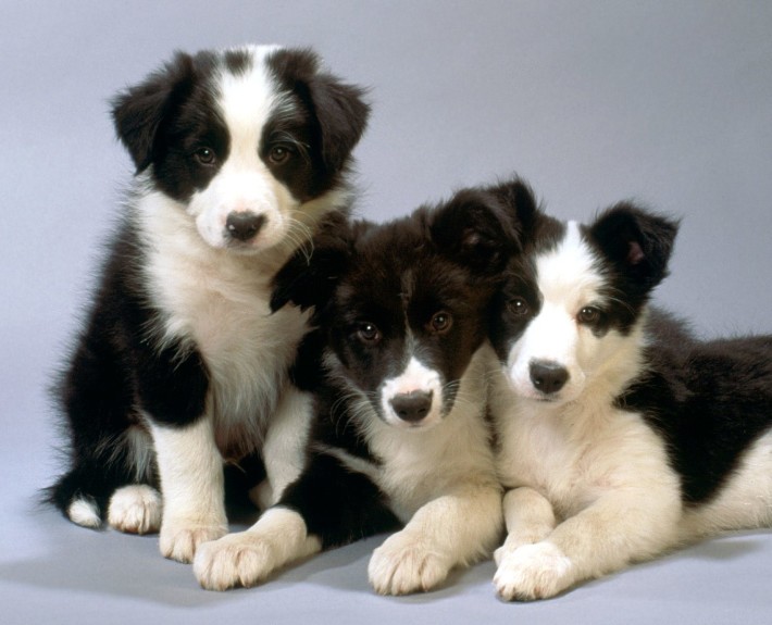 Border Collie Pups