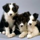 Border Collie Pups
