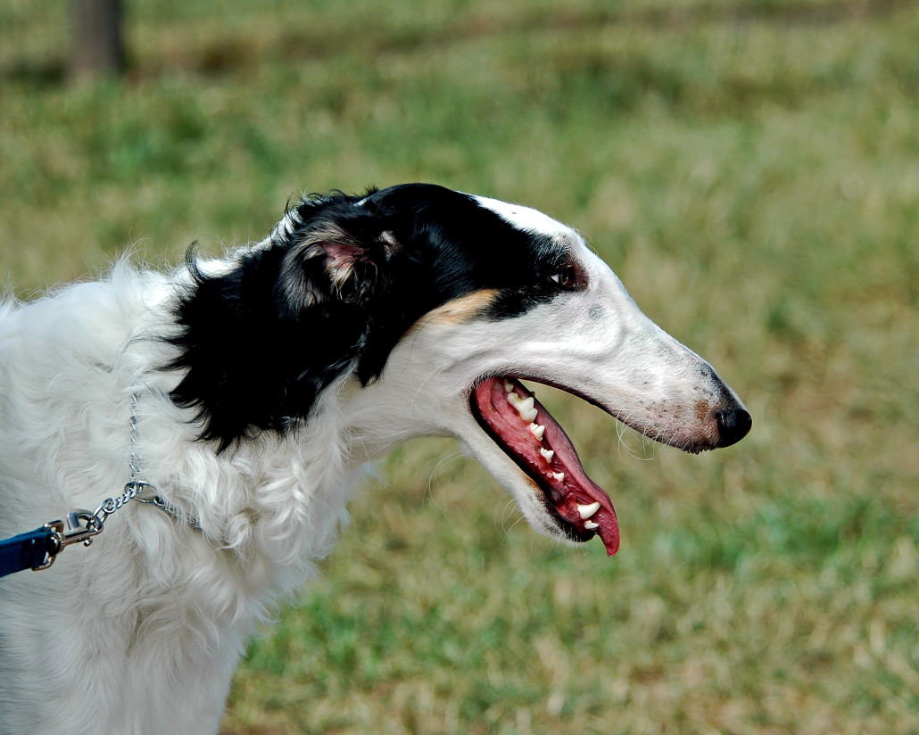 borzoi