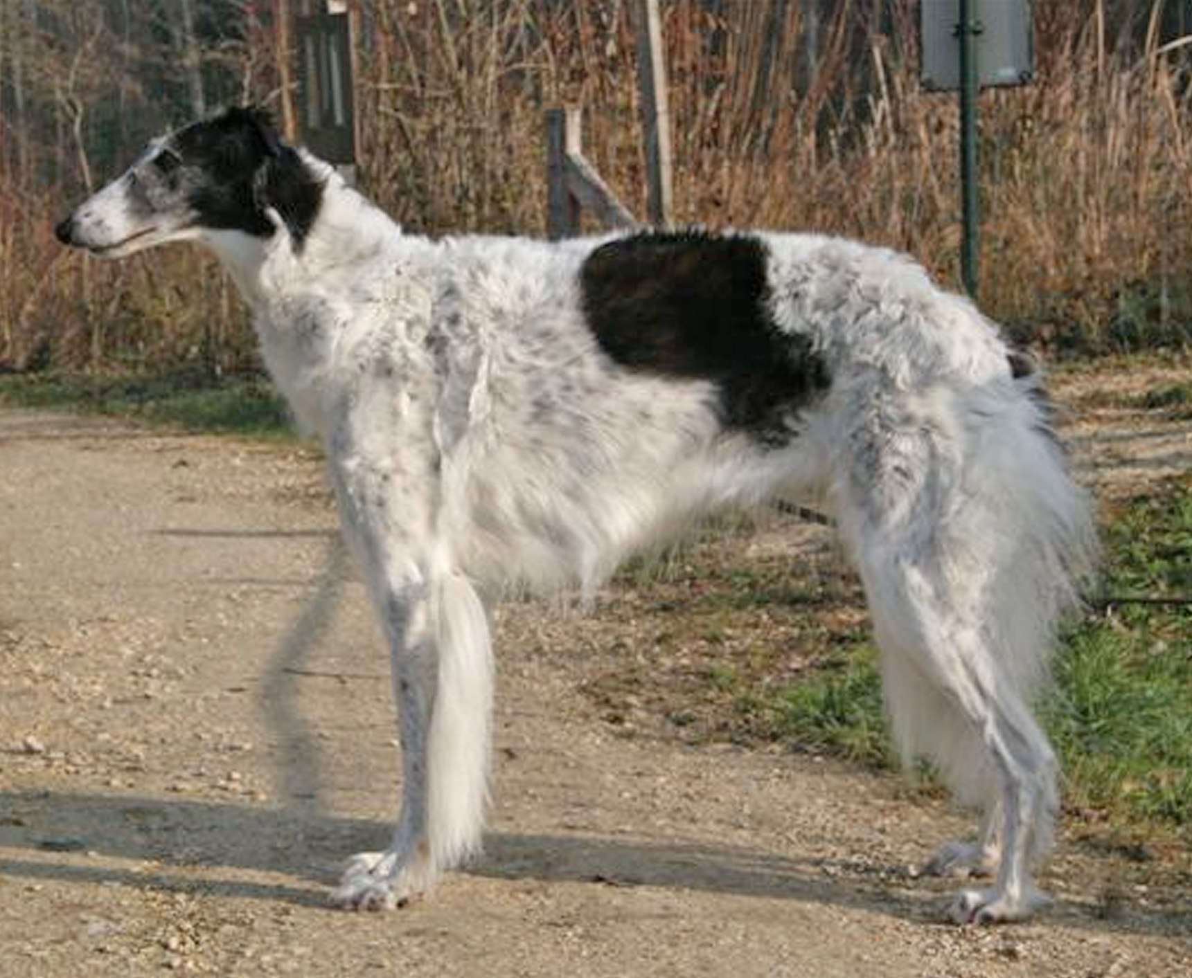 Borzoi Breed Guide - Learn about the Borzoi.