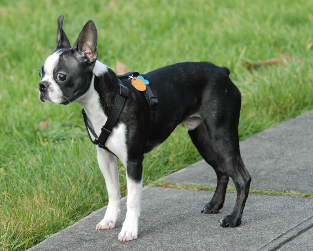 Boston Terrier Breed Guide - Learn about the Boston Terrier.