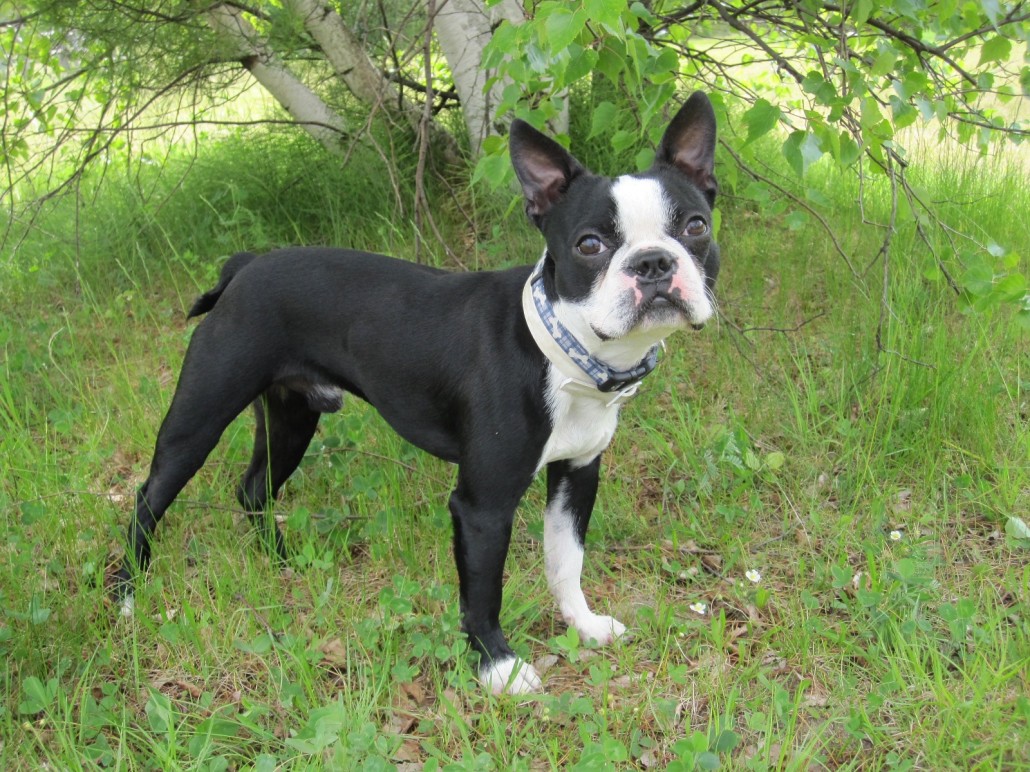 Boston Terrier Breed Guide - Learn about the Boston Terrier.