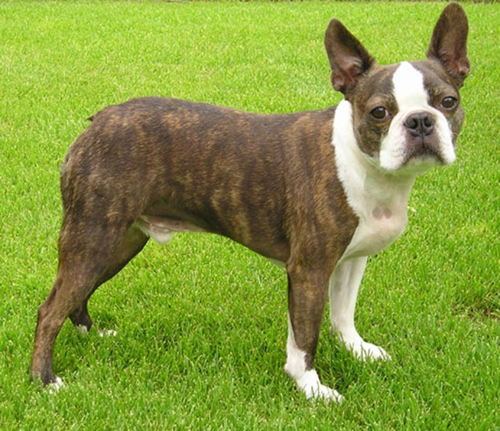 Boston Terrier Breed Guide - Learn about the Boston Terrier.