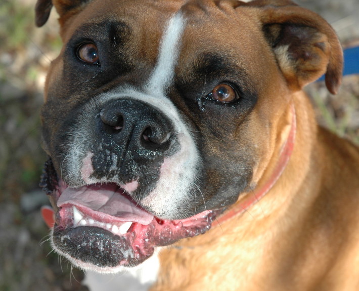 Boxer Dog Breed Guide - Learn about the Boxer Dog.