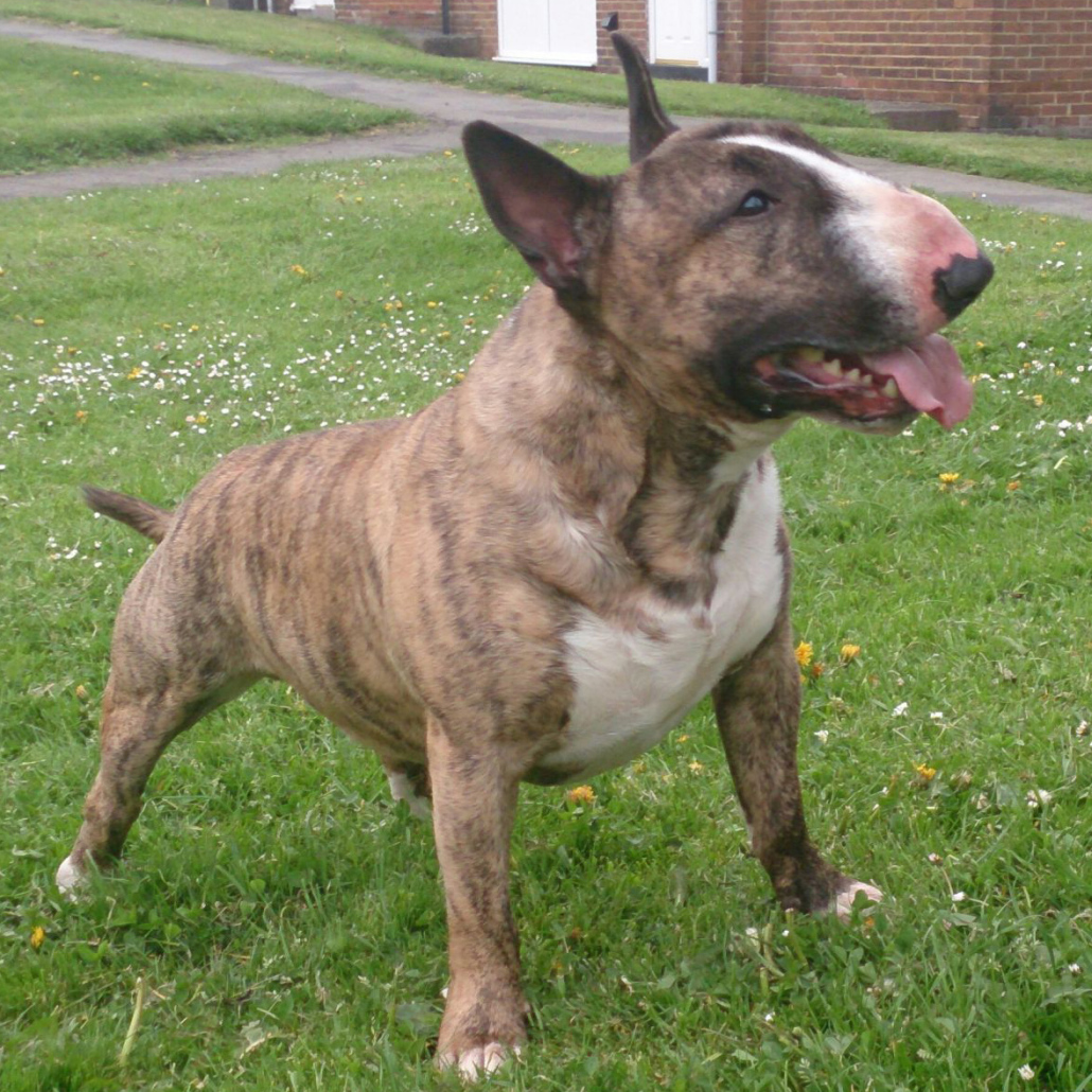 Bull Terrier Miniature Breed Guide Learn about the Bull