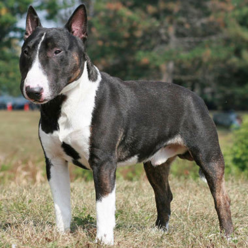 long nose bull terrier