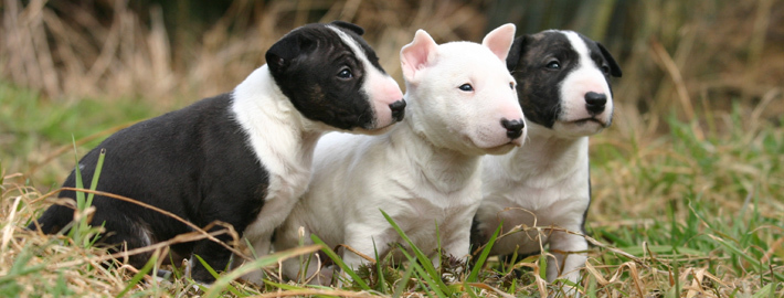 99+ Roman Nose Bull Terrier Puppies For Sale Vic