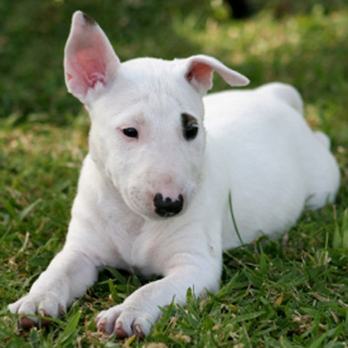 Roman Nose Bull Terrier Puppies For Sale Qld englshrini