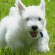 Cairn Terrier Running in Grass