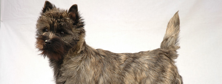 Cairn Terrier slider 3 - Pet Paw