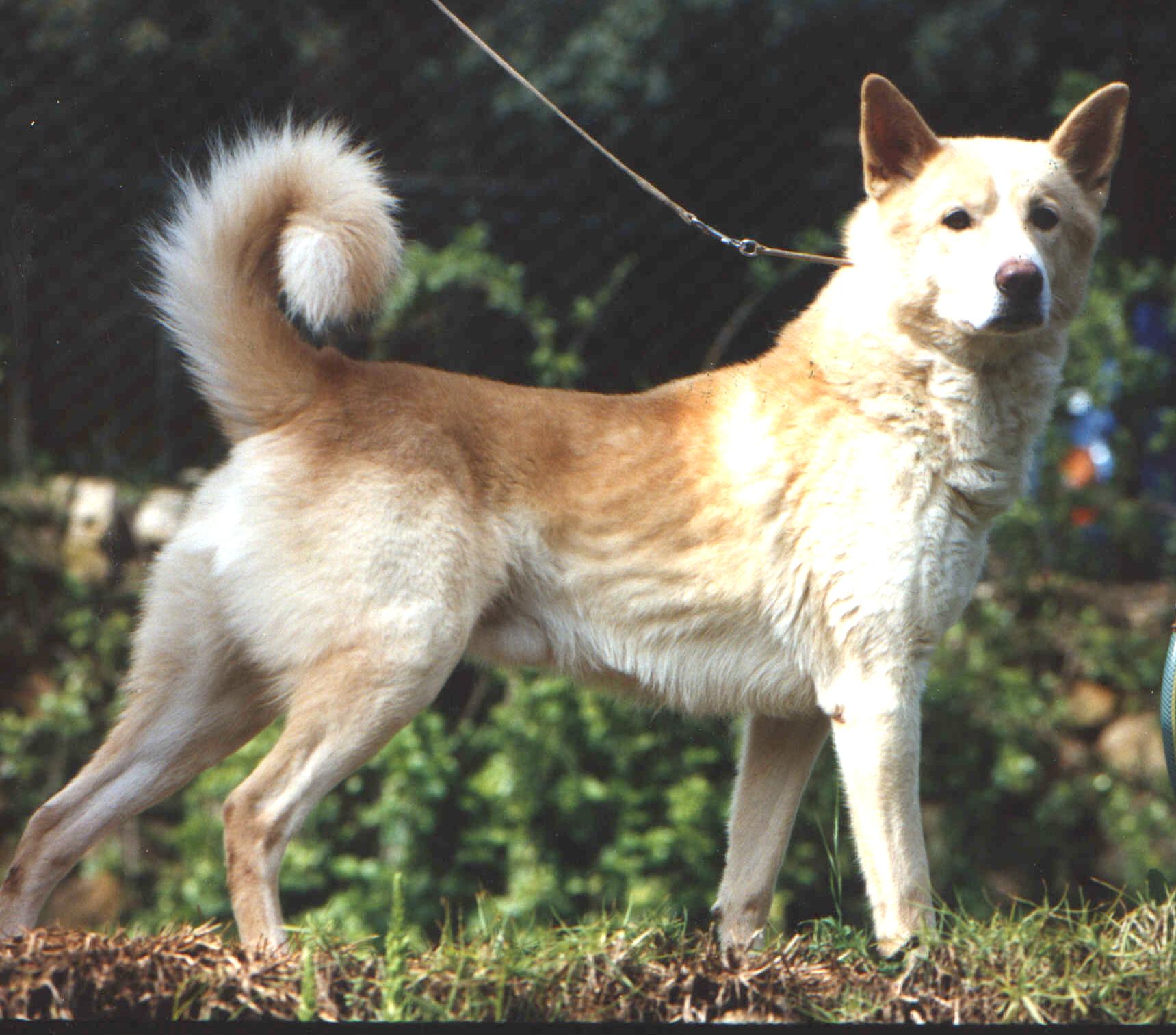 are canaan dogs good with other dogs