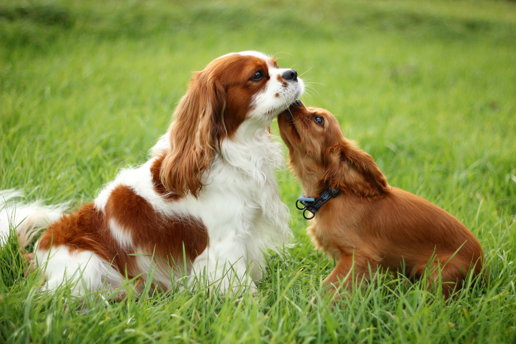 Ornement De Noël En Céramique - Cavalier King Charles Spaniel à Suspendre 7,3 Cm