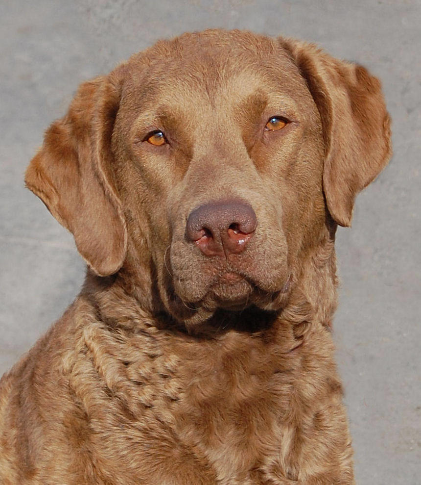 chesapeake-bay-retriever-breed-guide-learn-about-the-chesapeake-bay