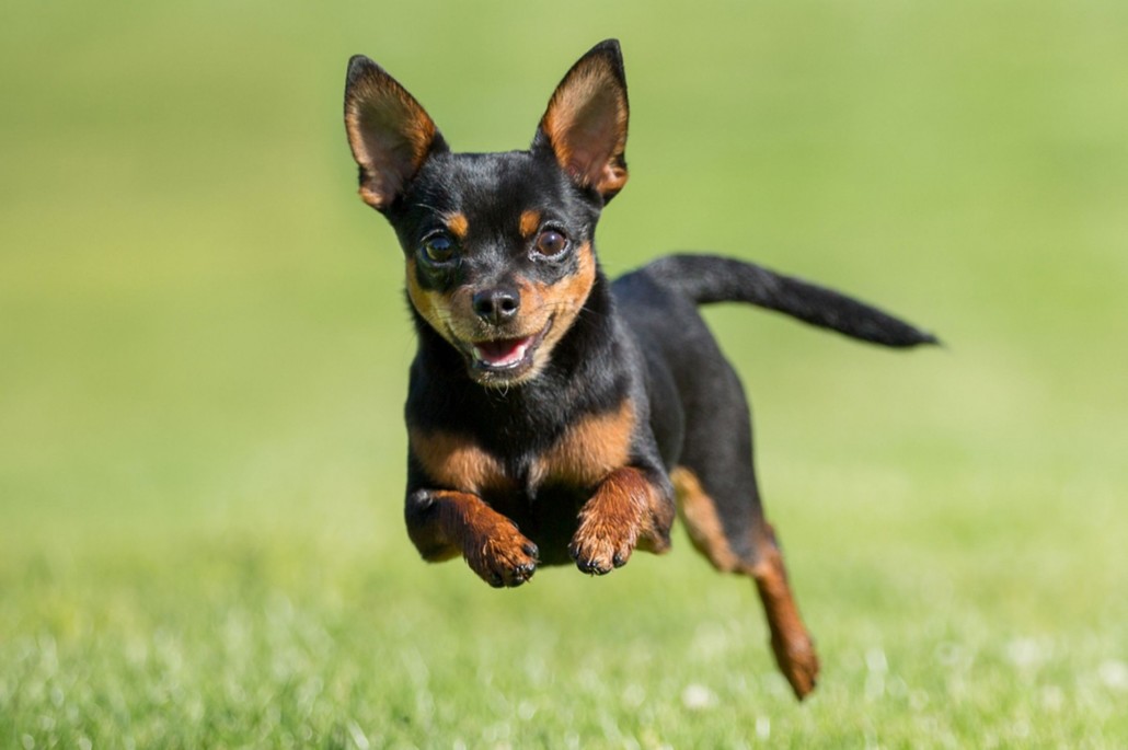 chihuahua breeds breed